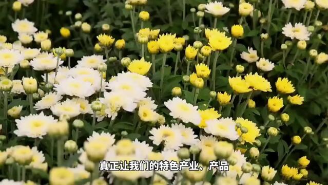 山东省德州市临邑县孟寺镇:亩产效益6000元!小小菊花变身村民“致富花”