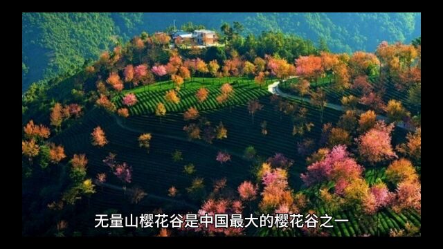 云南小众旅游——无量山樱花谷