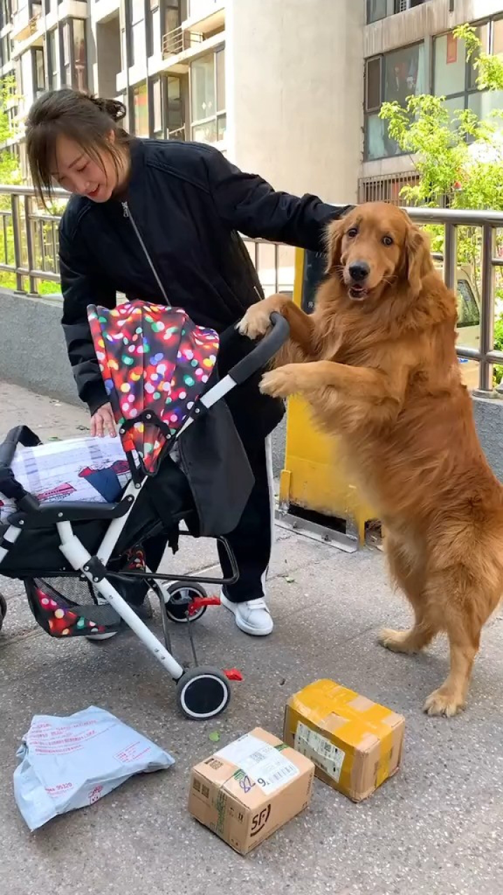 幸亏狗狗出手相助,误会轮胎了金毛