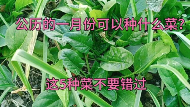 公历的一月份可以种什么菜?这5种菜不要错过