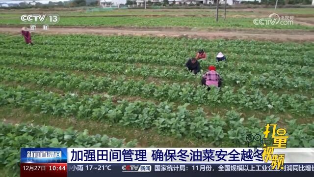 加强田间管理,确保冬油菜安全越冬