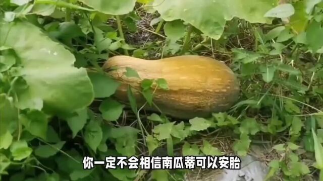 [中医药传奇故事] 可安胎、疗烫伤的南瓜蒂