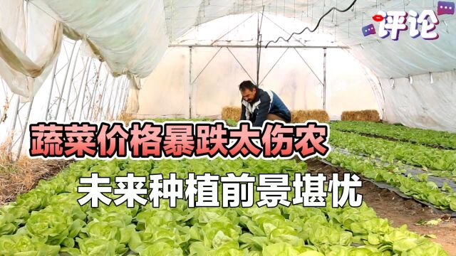 蔬菜价格暴跌太伤农,未来种植前景堪忧