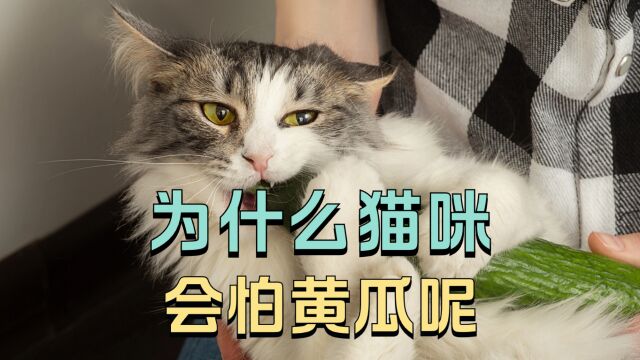 为啥猫会怕黄瓜,能打它不成?