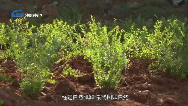 我区举办2023年骨灰集体树葬安葬仪式