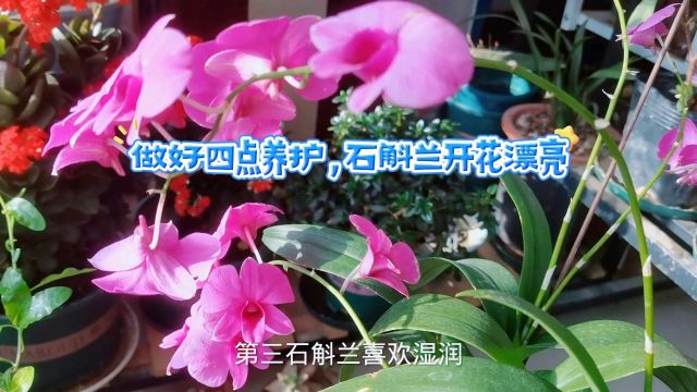 做好四点养护,石斛兰开花漂亮