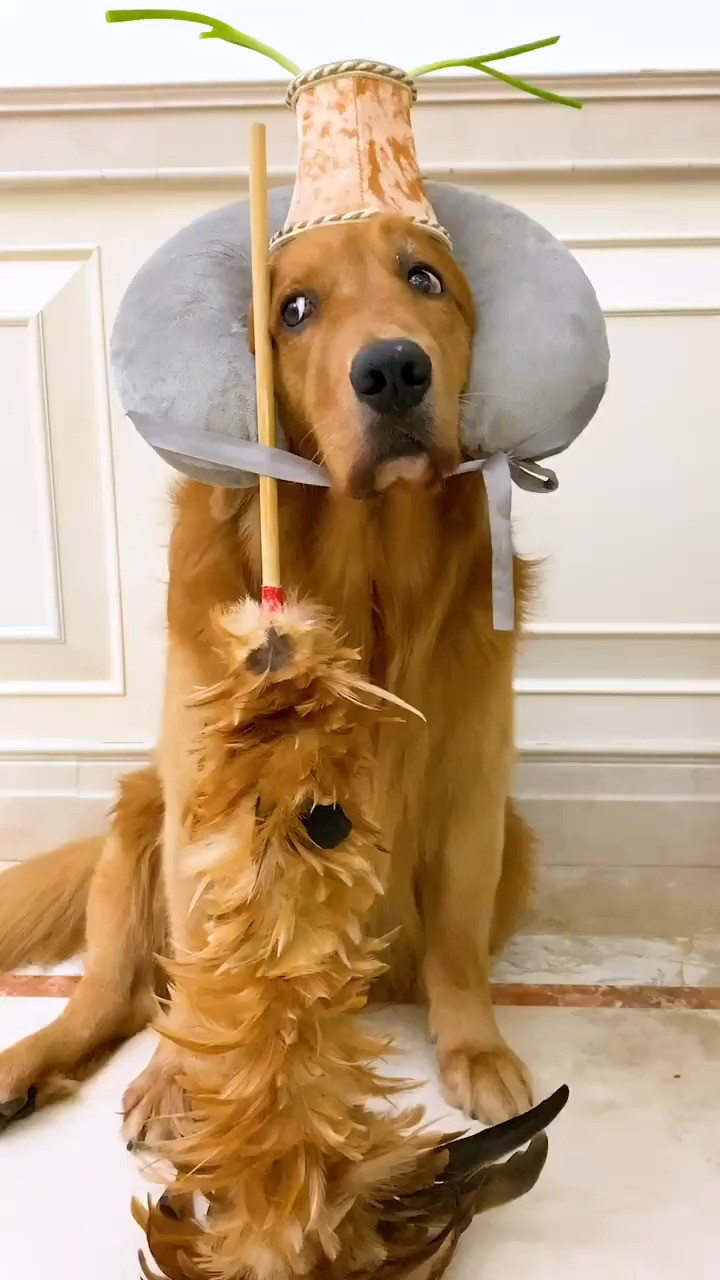 我陈轮胎的兄弟,不是你说欺负就能欺负的宠物金毛