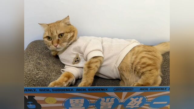 跟猫玩这个游戏就没赢过#我和我的猫 #猫咪的迷惑行为