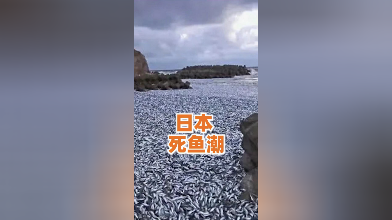 短短兩月連續3起死魚潮日本闢謠和排放核廢水無關你相信不