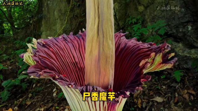 地球上最臭的花之《巨魔芋》#植物百科#尸香魔芋#神奇的大自然#花#解压视频