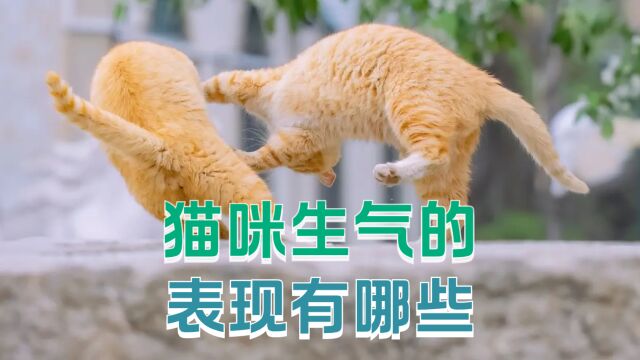 你知道猫咪生气的表现是怎么样的吗?