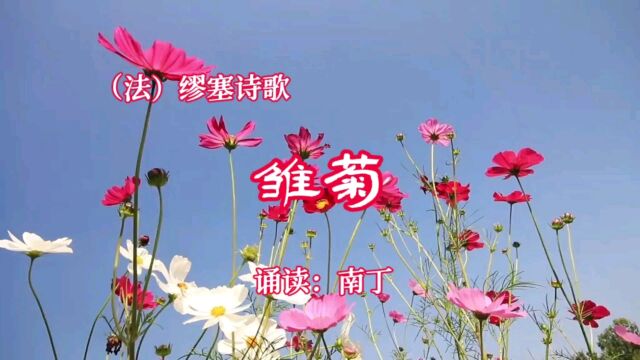 (法)缪塞诗歌《雏菊》诵读:南丁