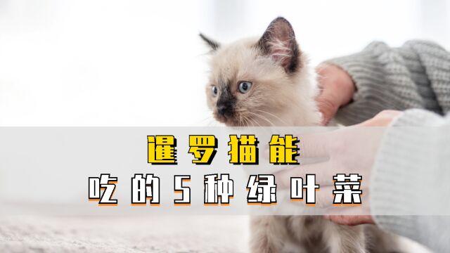 这些暹罗猫能吃的绿叶菜,你知道哪几种?