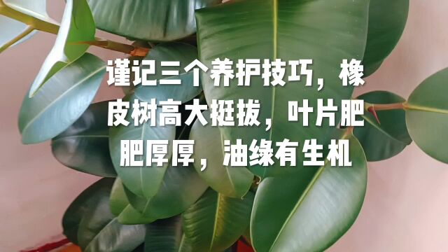 谨记三个养护技巧,橡皮树高大挺拔,叶片肥肥厚厚,油绿有生机