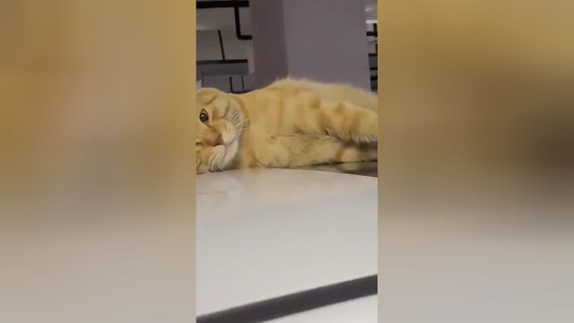 宠物解说:猫咪睡觉行为大赏,看看你家的?