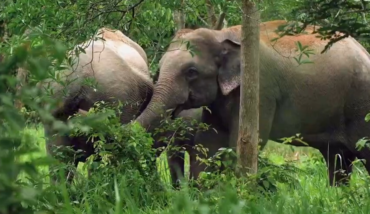 一头发情母象发出低频叫声,公象运气不错,它的求偶仪式非常简短