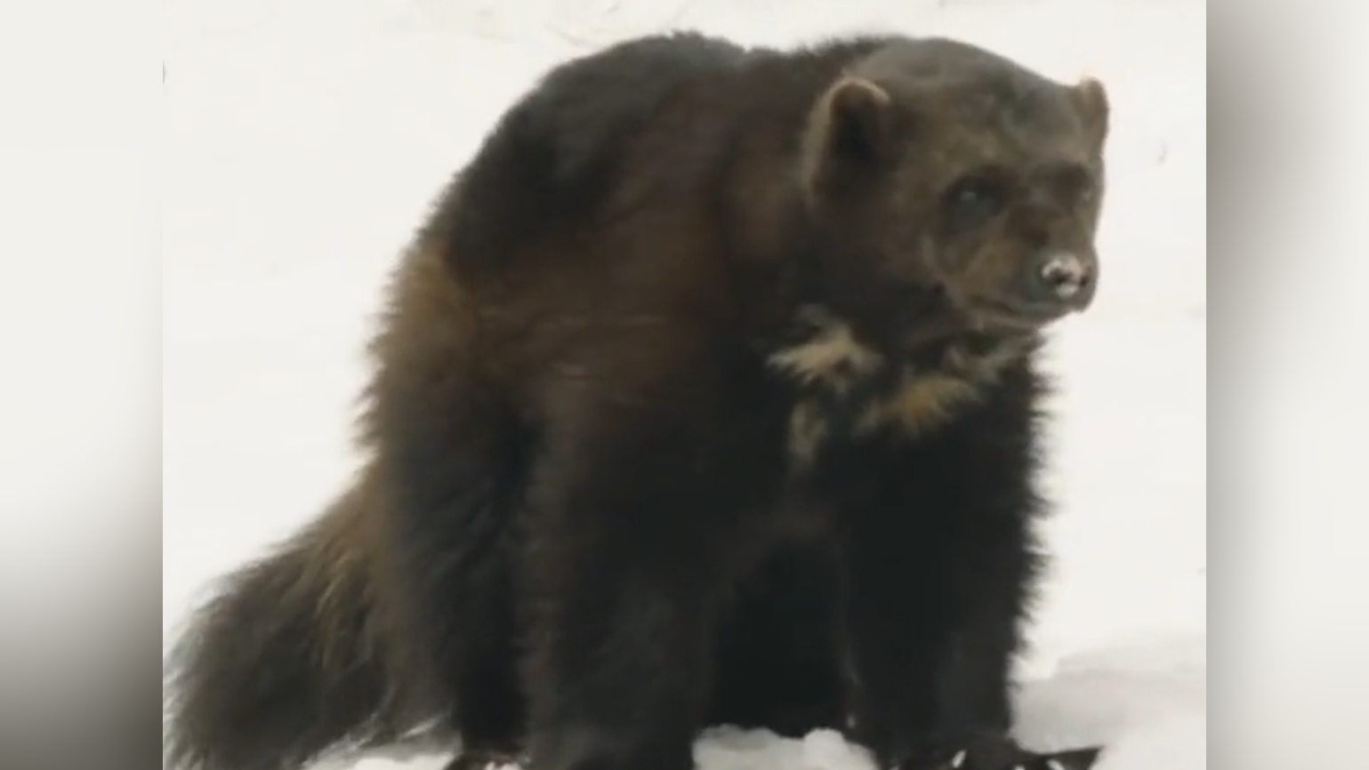 狼獾的抢食策略!守着自己的再抢别人的,宁愿战斗致死