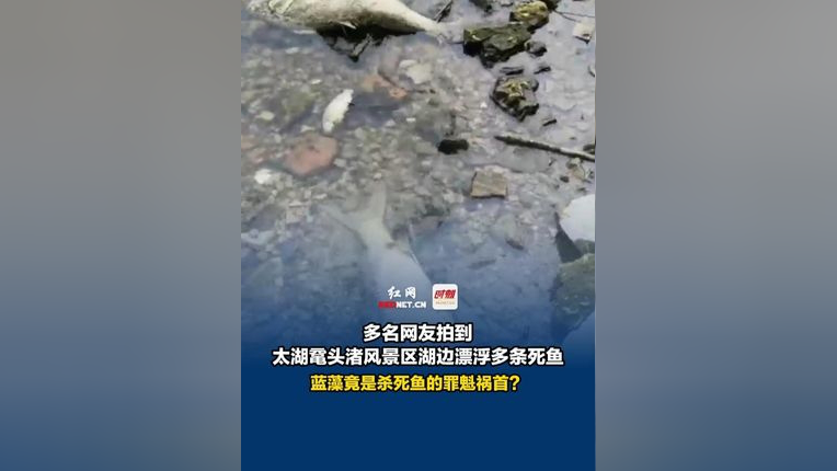 太湖蓝藻污染事件图片
