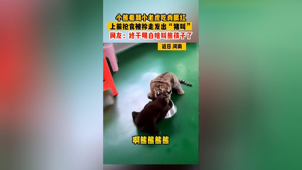 小熊看到小老虎吃肉眼红,上前抢食被拎走发出"猪叫"