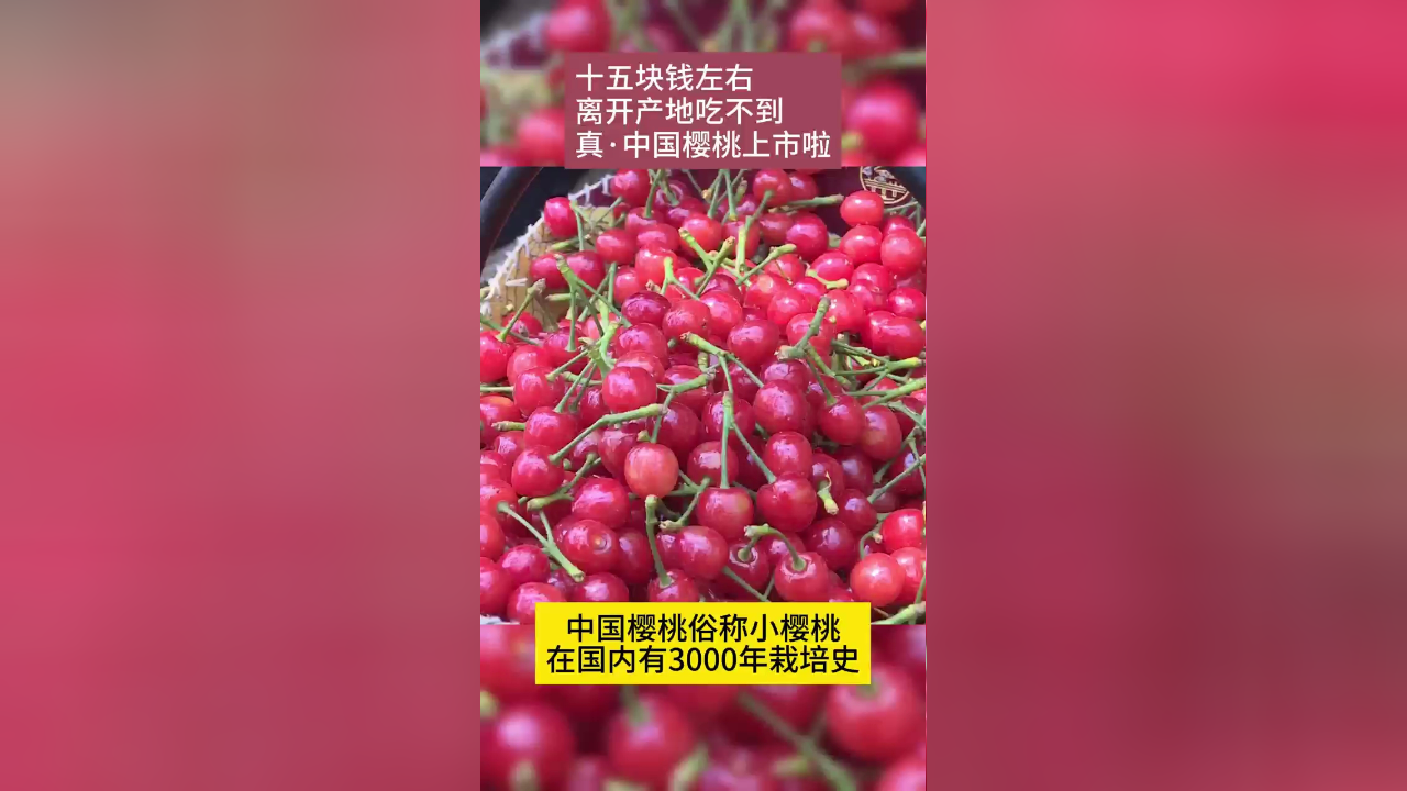 真·中国樱桃上市啦!