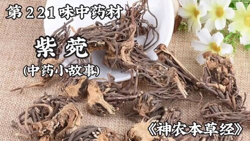 紫菀,今天讲讲紫菀的故事#民间故事 #紫菀 #中药材 #中草药 #中医