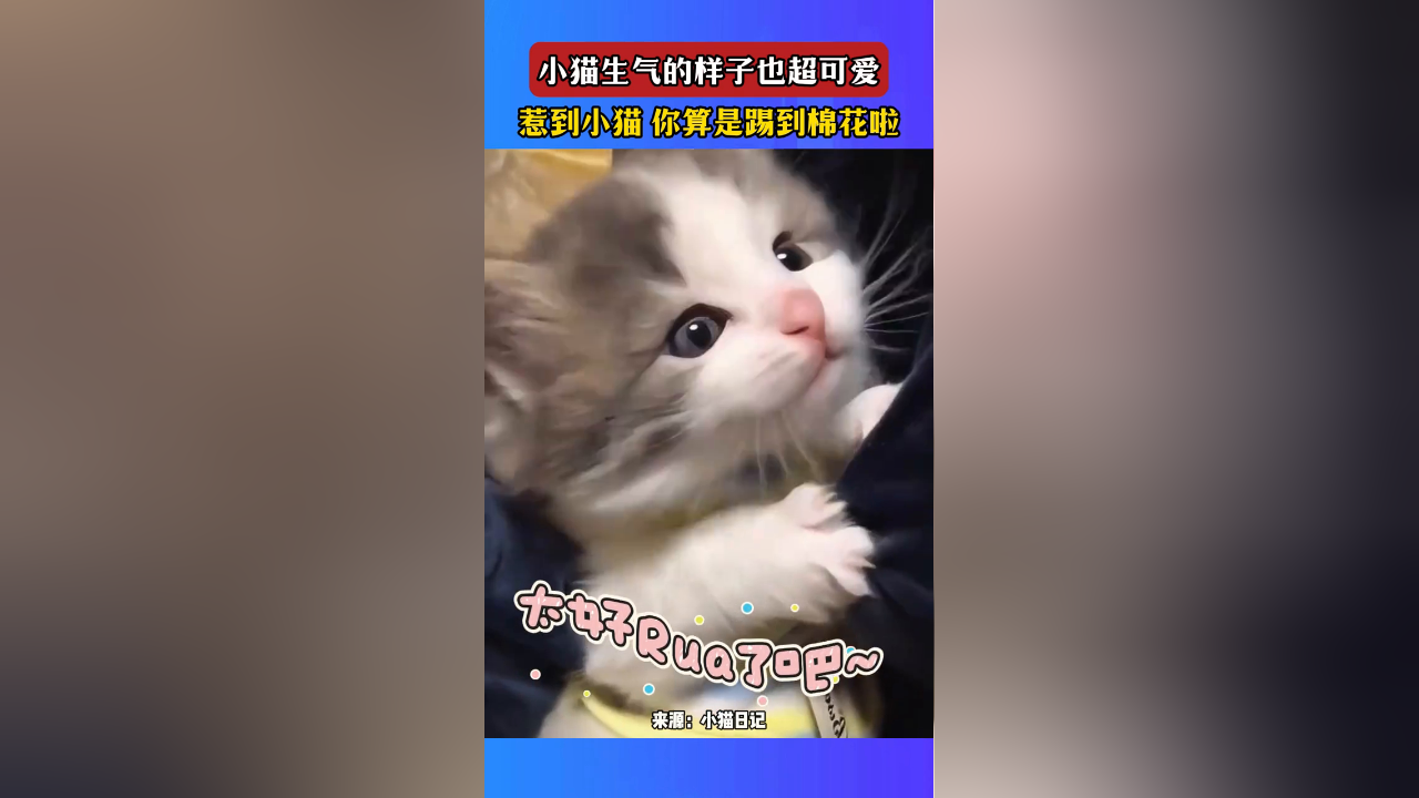 惹到小猫 你算是踢到棉花啦