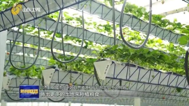 《山东新闻联播》报道茌平:跨越四季的丰收密码