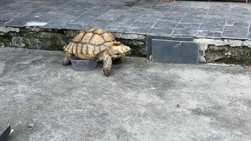 苏卡达陆龟 陆地小坦克#苏卡达