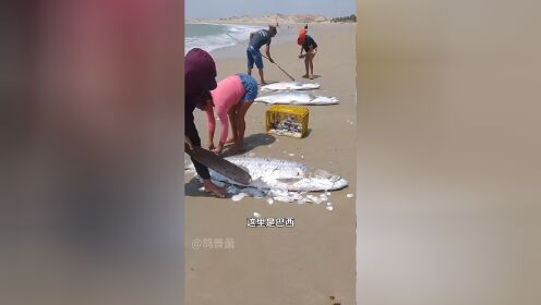 大海鲢多大图片