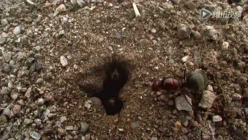 你见过隐藏在巢穴里的蚁后吗？十几只蚁后同巢产卵！