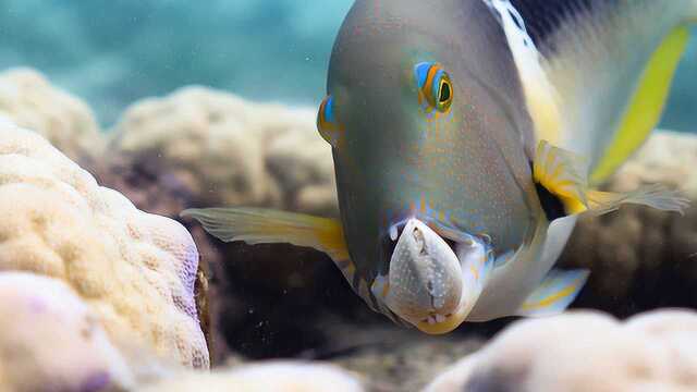 谁说鱼没有iq,活捉一条会使用工具的猪齿鱼!