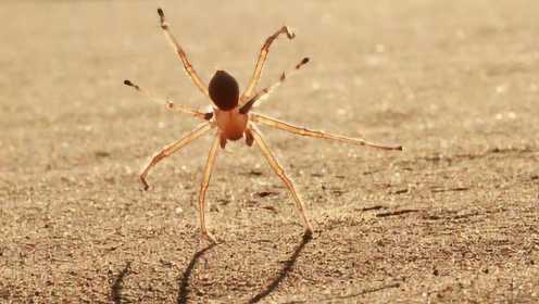 这种沙漠蜘蛛遇到天敌会变“轮子” 翻着跟头快速逃跑