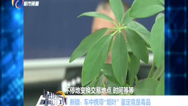 新疆:车中携带“烟草” 鉴定竟是毒品