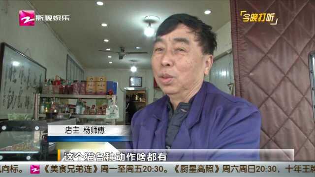 西安“励志”招财猫 每天工作13小时赚饭钱