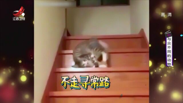 猫咪的身手本应该很矫健,有些猫咪却总喜欢偷懒,还振振有词