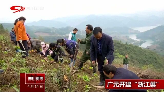 广元开建“浙江巢”