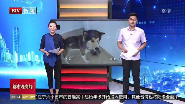 江苏连云港:市民报警称遇狼 原来是阿拉斯加犬