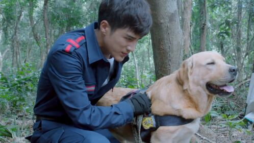 《神犬小七 第三季》第17集01:安心被盗猎团队拿刀威胁,小七授命逃走