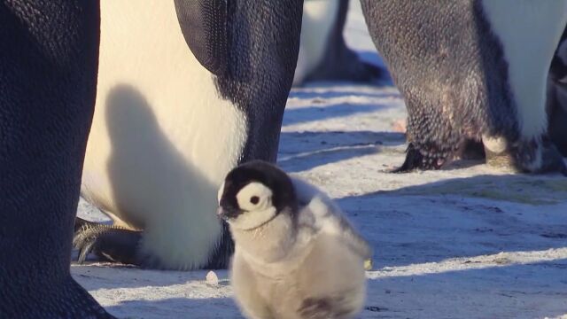 雪宝:一个小企鹅的传奇故事视频素材