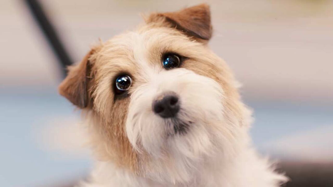 米小圈铁三角知识小课堂