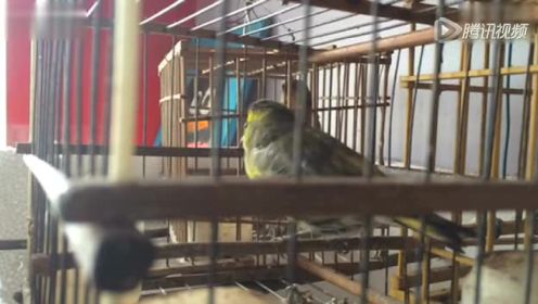 视频: 黄鸟优美叫声
