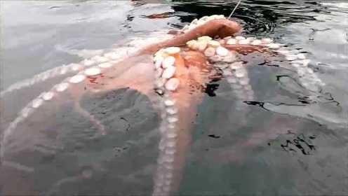 男子海钓拉上来巨型章鱼 差点被吓得丢掉鱼竿