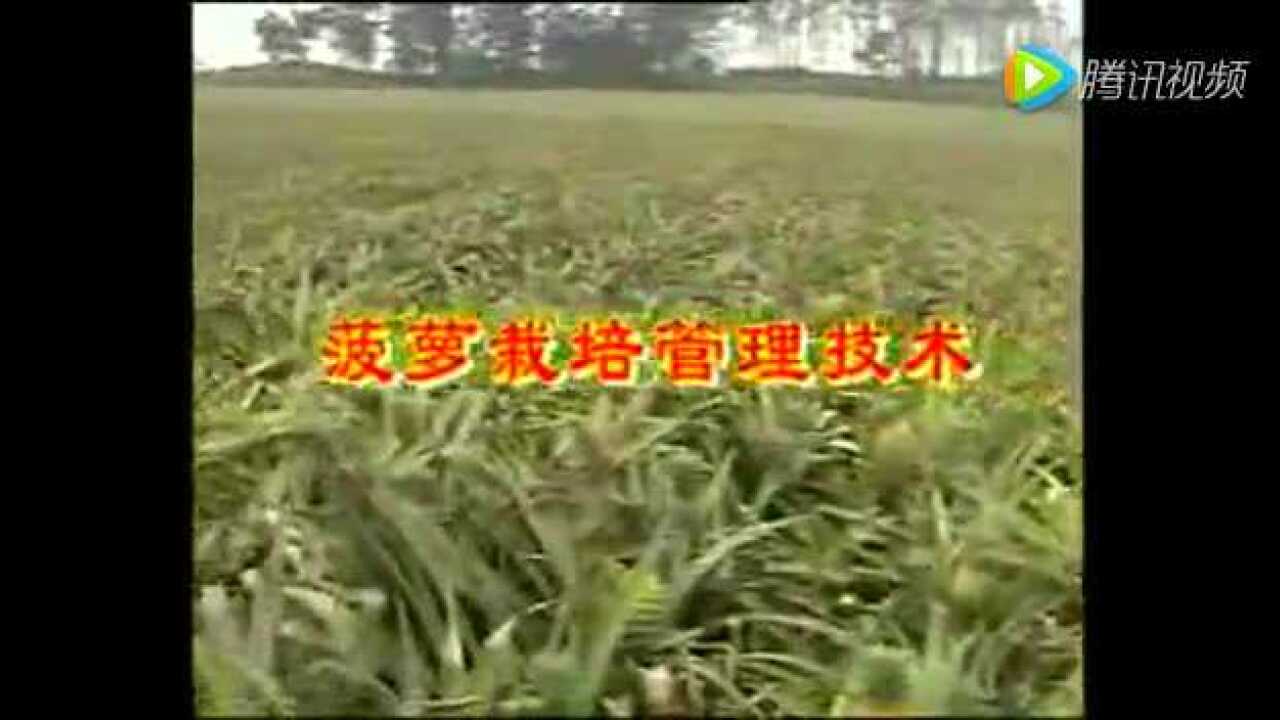 菠萝栽培技术视频_菠萝的种植方法_高清