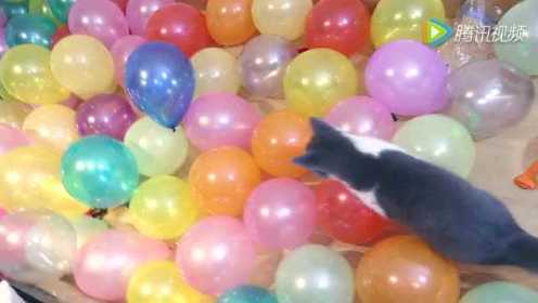 猫咪沉浸在气球的海洋中无法自拔