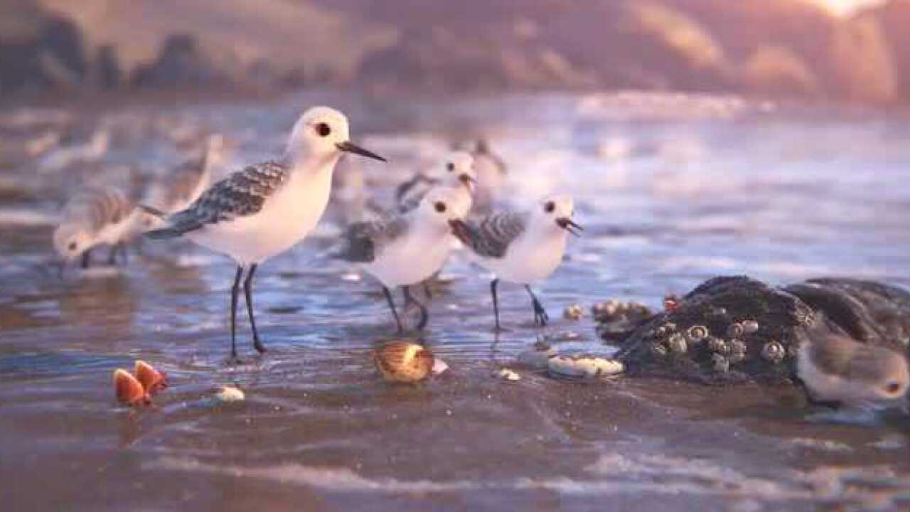 鹬皮克斯动画短片_《鹬》皮克斯2016动画短片piper【1080p】_高清1080P在线观看平台_腾讯视频