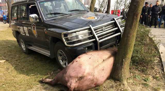 敢挑战牛的耐心后果严重实拍各种牛撞人的场景