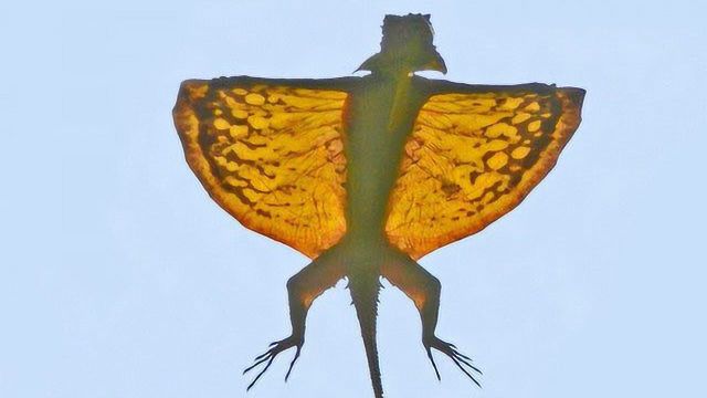 苏门答腊飞蜥图片