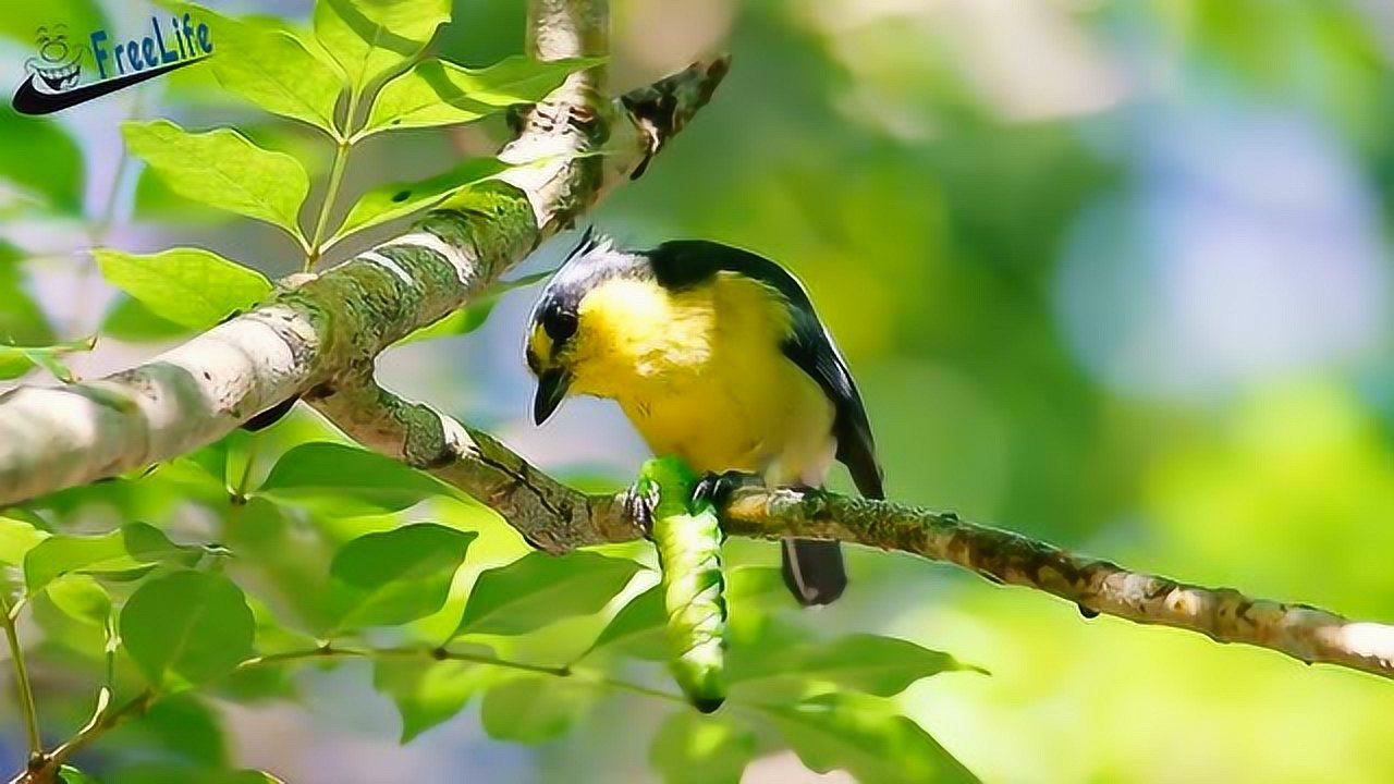 一种很漂亮不知叫什么名字的小鸟在树上吃虫子