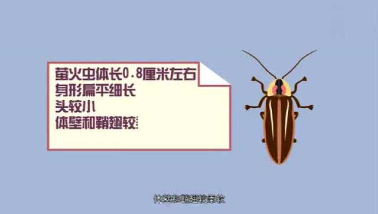 萤火虫科普视频_高清