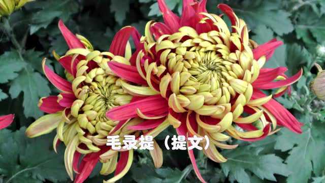 学习毛录提~提文